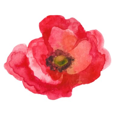 Haşhaş çiçeği boyalı vektör suluboya. El çizimi tasarım ögesi beyaz arkaplanda izole edildi.