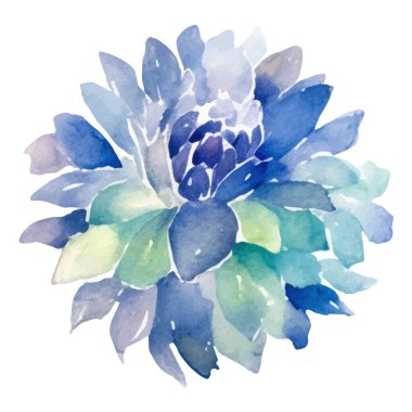 Suluboya yıldız çiçeği boyadı. El çizimi tasarım ögesi beyaz arkaplanda izole edildi.