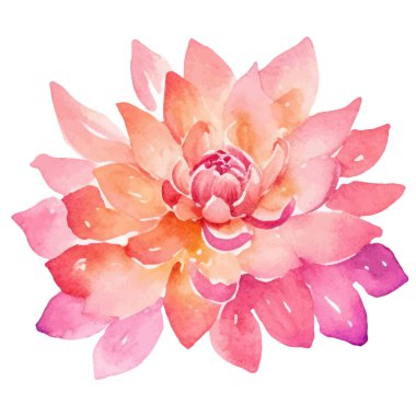 Suluboya yıldız çiçeği boyadı. El çizimi tasarım ögesi beyaz arkaplanda izole edildi.