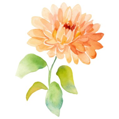 Suluboya yıldız çiçeği boyadı. El çizimi tasarım ögesi beyaz arkaplanda izole edildi.