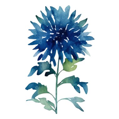 Suluboya yıldız çiçeği boyadı. El çizimi tasarım ögesi beyaz arkaplanda izole edildi.