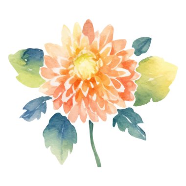 Suluboya yıldız çiçeği boyadı. El çizimi tasarım ögesi beyaz arkaplanda izole edildi.