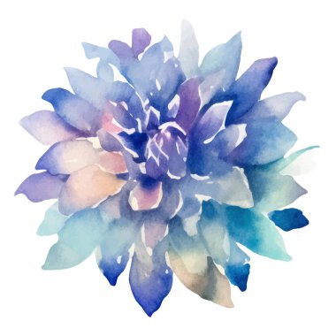 Suluboya yıldız çiçeği boyadı. El çizimi tasarım ögesi beyaz arkaplanda izole edildi.