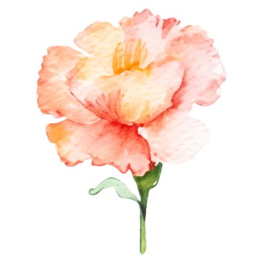 Karanfil çiçeği boyalı suluboya. El çizimi tasarım ögesi beyaz arkaplanda izole edildi.