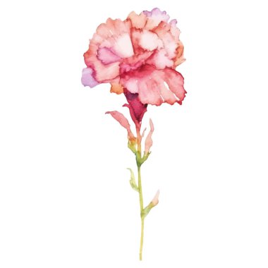 Karanfil çiçeği boyalı suluboya. El çizimi tasarım ögesi beyaz arkaplanda izole edildi.