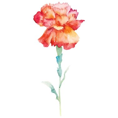 Karanfil çiçeği boyalı suluboya. El çizimi tasarım ögesi beyaz arkaplanda izole edildi.