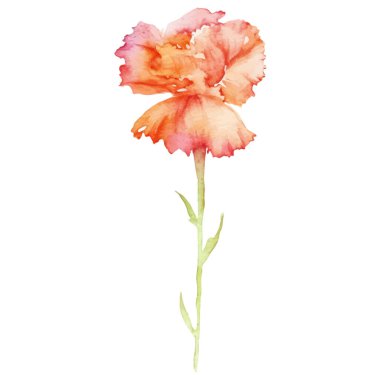 Karanfil çiçeği boyalı suluboya. El çizimi tasarım ögesi beyaz arkaplanda izole edildi.