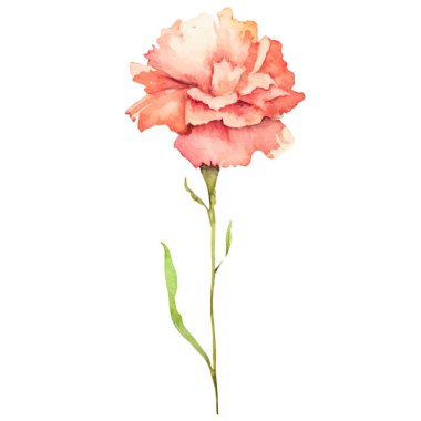 Karanfil çiçeği boyalı suluboya. El çizimi tasarım ögesi beyaz arkaplanda izole edildi.