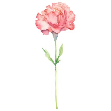 Karanfil çiçeği boyalı suluboya. El çizimi tasarım ögesi beyaz arkaplanda izole edildi.