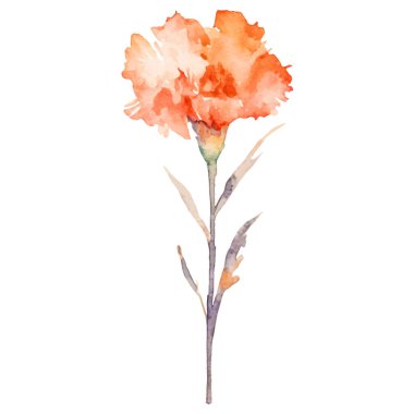 Karanfil çiçeği boyalı suluboya. El çizimi tasarım ögesi beyaz arkaplanda izole edildi.