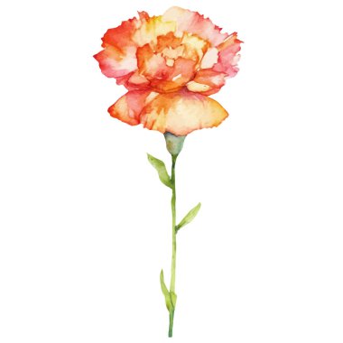 Karanfil çiçeği boyalı suluboya. El çizimi tasarım ögesi beyaz arkaplanda izole edildi.