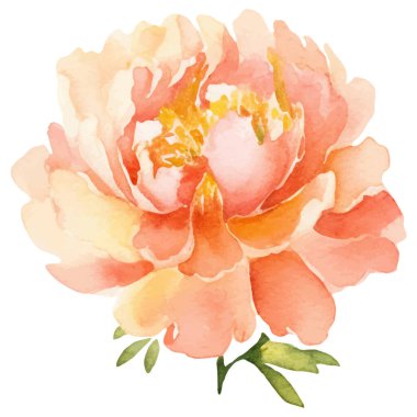 Suluboya şakayık çiçeği. El çizimi tasarım ögesi beyaz arkaplanda izole edildi.