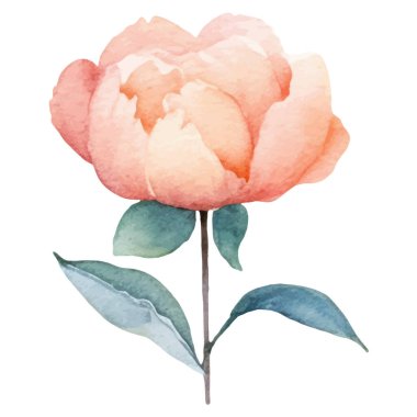 Suluboya şakayık çiçeği. El çizimi tasarım ögesi beyaz arkaplanda izole edildi.