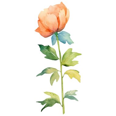 Suluboya şakayık çiçeği. El çizimi tasarım ögesi beyaz arkaplanda izole edildi.