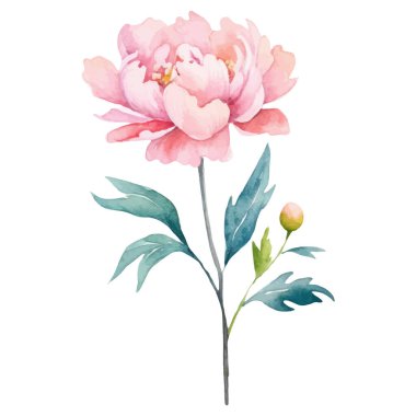 Suluboya şakayık çiçeği. El çizimi tasarım ögesi beyaz arkaplanda izole edildi.