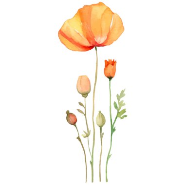 Haşhaş çiçeği boyalı vektör suluboya. El çizimi tasarım ögesi beyaz arkaplanda izole edildi.