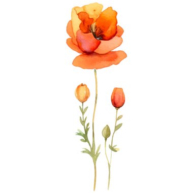 Haşhaş çiçeği boyalı vektör suluboya. El çizimi tasarım ögesi beyaz arkaplanda izole edildi.