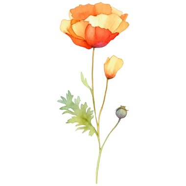 Haşhaş çiçeği boyalı vektör suluboya. El çizimi tasarım ögesi beyaz arkaplanda izole edildi.