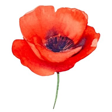 Haşhaş çiçeği boyalı vektör suluboya. El çizimi tasarım ögesi beyaz arkaplanda izole edildi.