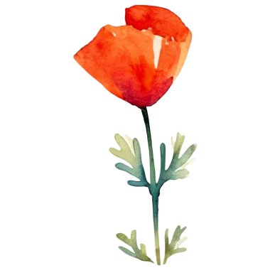 Haşhaş çiçeği boyalı vektör suluboya. El çizimi tasarım ögesi beyaz arkaplanda izole edildi.