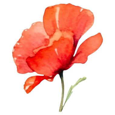 Haşhaş çiçeği boyalı vektör suluboya. El çizimi tasarım ögesi beyaz arkaplanda izole edildi.