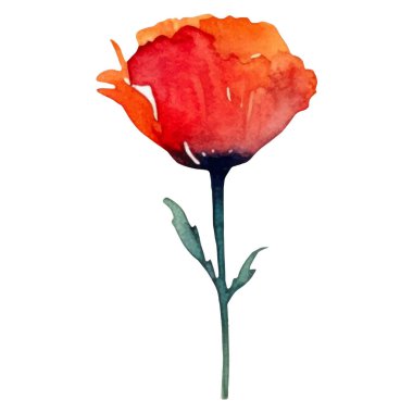 Haşhaş çiçeği boyalı vektör suluboya. El çizimi tasarım ögesi beyaz arkaplanda izole edildi.