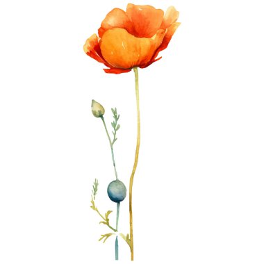 Haşhaş çiçeği boyalı vektör suluboya. El çizimi tasarım ögesi beyaz arkaplanda izole edildi.