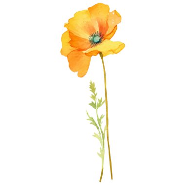 Haşhaş çiçeği boyalı vektör suluboya. El çizimi tasarım ögesi beyaz arkaplanda izole edildi.