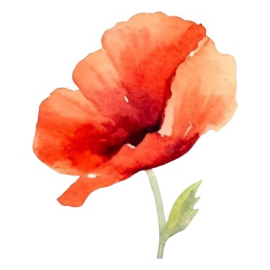 Haşhaş çiçeği boyalı vektör suluboya. El çizimi tasarım ögesi beyaz arkaplanda izole edildi.