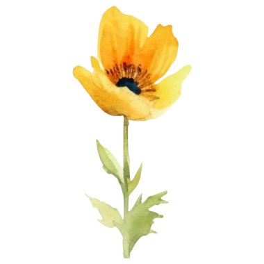 Haşhaş çiçeği boyalı vektör suluboya. El çizimi tasarım ögesi beyaz arkaplanda izole edildi.