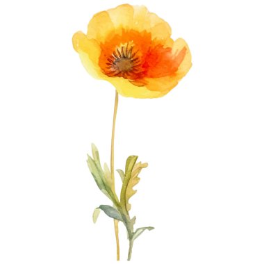 Haşhaş çiçeği boyalı vektör suluboya. El çizimi tasarım ögesi beyaz arkaplanda izole edildi.