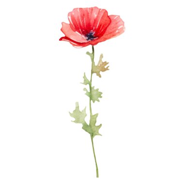 Haşhaş çiçeği boyalı vektör suluboya. El çizimi tasarım ögesi beyaz arkaplanda izole edildi.