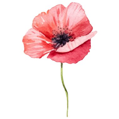 Haşhaş çiçeği boyalı vektör suluboya. El çizimi tasarım ögesi beyaz arkaplanda izole edildi.