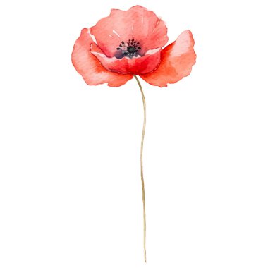 Haşhaş çiçeği boyalı vektör suluboya. El çizimi tasarım ögesi beyaz arkaplanda izole edildi.