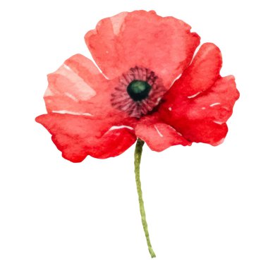 Haşhaş çiçeği boyalı vektör suluboya. El çizimi tasarım ögesi beyaz arkaplanda izole edildi.