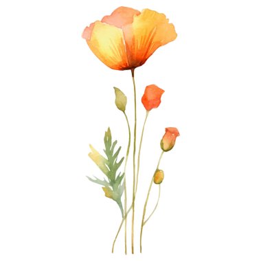 Haşhaş çiçeği boyalı vektör suluboya. El çizimi tasarım ögesi beyaz arkaplanda izole edildi.