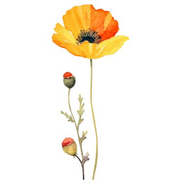 Haşhaş çiçeği boyalı vektör suluboya. El çizimi tasarım ögesi beyaz arkaplanda izole edildi.