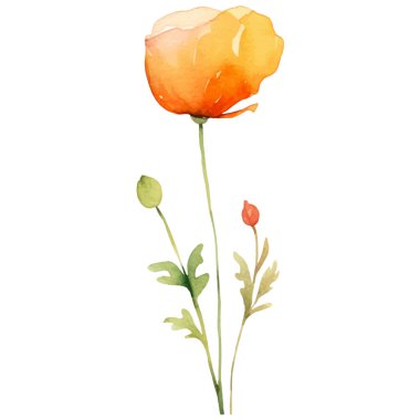 Haşhaş çiçeği boyalı vektör suluboya. El çizimi tasarım ögesi beyaz arkaplanda izole edildi.