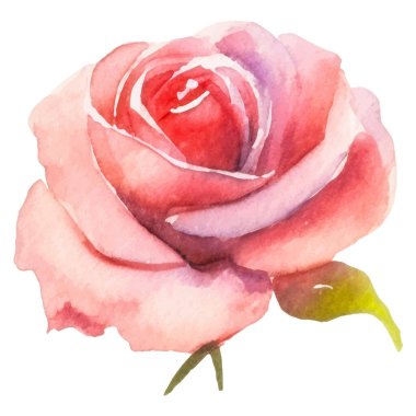 Vektör suluboya gül çiçeği. El çizimi tasarım ögesi beyaz arkaplanda izole edildi.