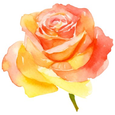 Vektör suluboya gül çiçeği. El çizimi tasarım ögesi beyaz arkaplanda izole edildi.