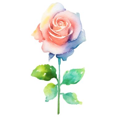 Vektör suluboya gül çiçeği. El çizimi tasarım ögesi beyaz arkaplanda izole edildi.