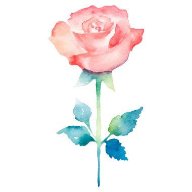 Vektör suluboya gül çiçeği. El çizimi tasarım ögesi beyaz arkaplanda izole edildi.