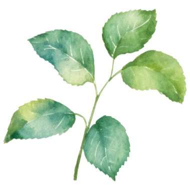 Vektör suluboya gül çiçeği. El çizimi tasarım ögesi beyaz arkaplanda izole edildi.