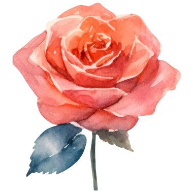 Vektör suluboya gül çiçeği. El çizimi tasarım ögesi beyaz arkaplanda izole edildi.