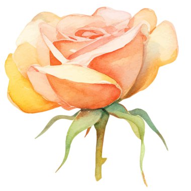 Vektör suluboya gül çiçeği. El çizimi tasarım ögesi beyaz arkaplanda izole edildi.