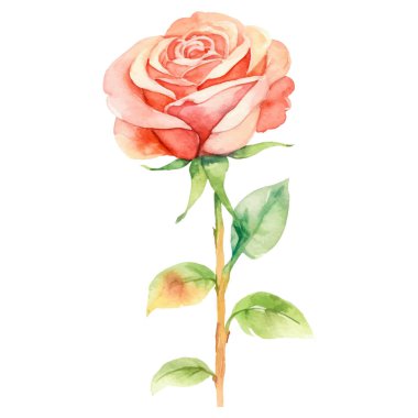 Vektör suluboya gül çiçeği. El çizimi tasarım ögesi beyaz arkaplanda izole edildi.