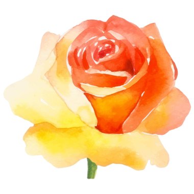 Vektör suluboya gül çiçeği. El çizimi tasarım ögesi beyaz arkaplanda izole edildi.