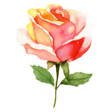 Vektör suluboya gül çiçeği. El çizimi tasarım ögesi beyaz arkaplanda izole edildi.