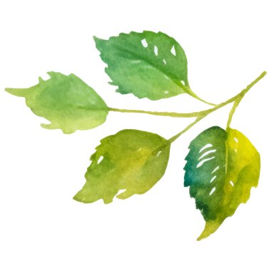 Vektör suluboya gül çiçeği. El çizimi tasarım ögesi beyaz arkaplanda izole edildi.