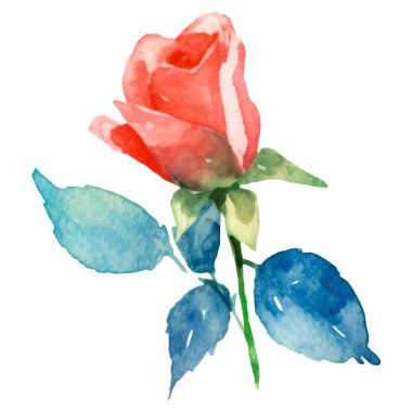 Vektör suluboya gül çiçeği. El çizimi tasarım ögesi beyaz arkaplanda izole edildi.